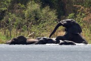 Elephants cooling off : 2014 Uganda